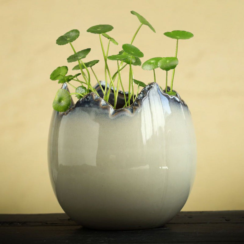 Hydrocotyle Hydroponic