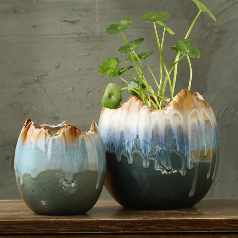 Hydrocotyle Hydroponic